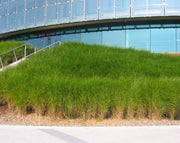 Chinaschilf - Miscanthus sinensis Gracillimus - Ansicht 7